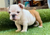 Milo , a male English Bulldog for sale in Dallas, TX – 3 of 3