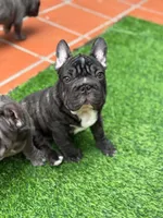 Mark, a male French Bulldog for sale in Dallas, TX – 3 of 8