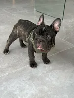 Mark, a male French Bulldog for sale in Dallas, TX – 5 of 8