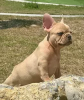 Víctor, a male French Bulldog for sale in Dallas, TX – Photo 4 of 4