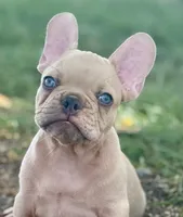 Víctor, a male French Bulldog for sale in Dallas, TX – Photo 1 of 4