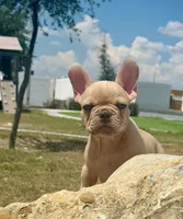 Víctor, a male French Bulldog for sale in Dallas, TX – Photo 3 of 4