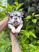 Amy , a female French Bulldog for sale in Dallas, TX – 3 of 3