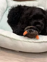 Bandit, a male Cocker Spaniel for sale in Sevierville, TN – 1 of 1