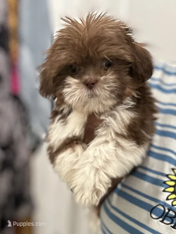 Halo – Shih Tzu puppy for sale in Bowling Green, VA
