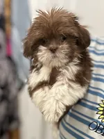 Champagne papi, a male Shih Tzu for sale in Glen Allen, VA – 5 of 6