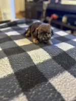 Sire, a male Shih Tzu for sale in Bowling Green, VA – 3 of 3