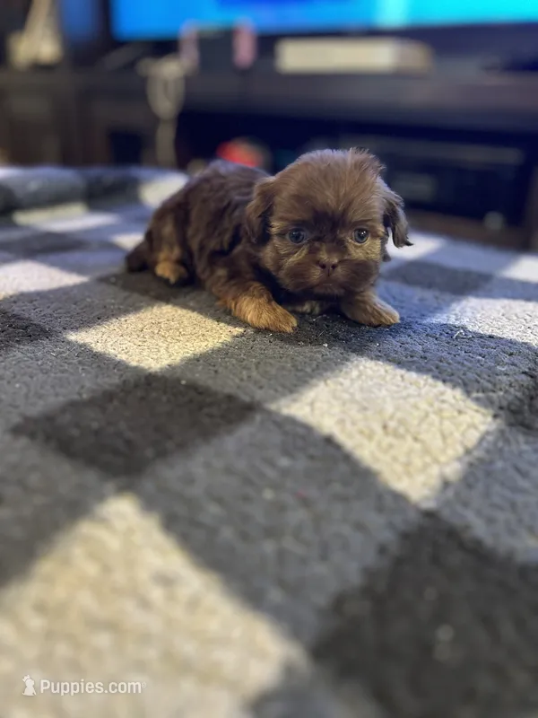 Sire – Shih Tzu puppy for sale in Bowling Green, VA
