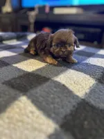 Sire, a male Shih Tzu for sale in Bowling Green, VA – 1 of 3