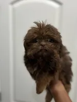 Dobie jr, a male Shih Tzu for sale in Glen Allen, VA – 8 of 8