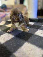 Coco, a female Shih Tzu for sale in Bowling Green, VA – 3 of 3