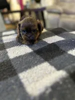 Dobie jr, a male Shih Tzu for sale in Bowling Green, VA – 3 of 3