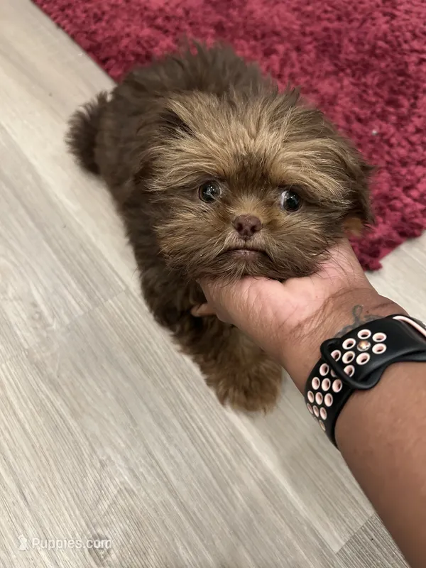 Dobie jr – Shih Tzu puppy for sale in Bowling Green, VA