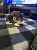 Champagne papi, a male Shih Tzu for sale in Glen Allen, VA – 3 of 6