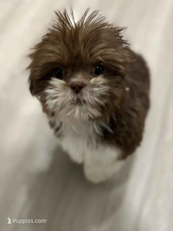 Champagne papi – Shih Tzu puppy for sale in Bowling Green, VA