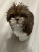 Champagne papi, a male Shih Tzu for sale in Glen Allen, VA – 4 of 6