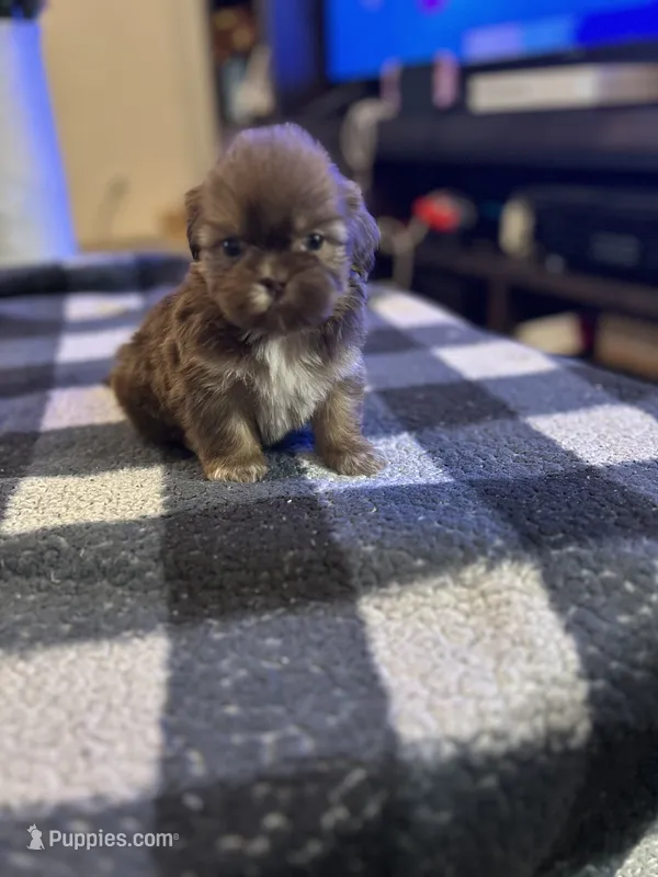 Coco – Shih Tzu puppy for sale in Bowling Green, VA