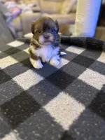 Champagne papi, a male Shih Tzu for sale in Bowling Green, VA – 2 of 2