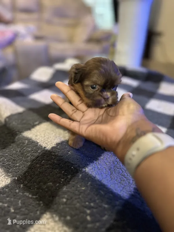  Tiny – Shih Tzu puppy for sale in Bowling Green, VA