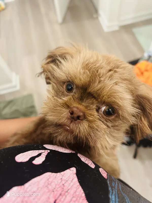 Dobie jr – Shih Tzu puppy for sale in Bowling Green, VA
