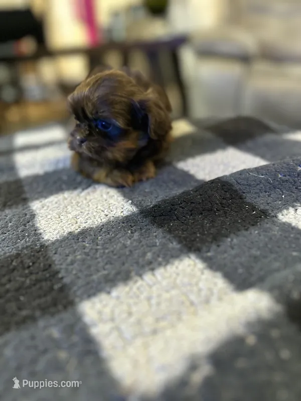 Dobie jr – Shih Tzu puppy for sale in Bowling Green, VA