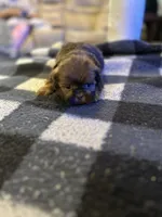 Dobie jr, a male Shih Tzu for sale in Bowling Green, VA – 2 of 3