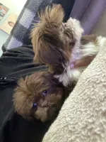 Dobie jr, a male Shih Tzu for sale in Glen Allen, VA – 7 of 8