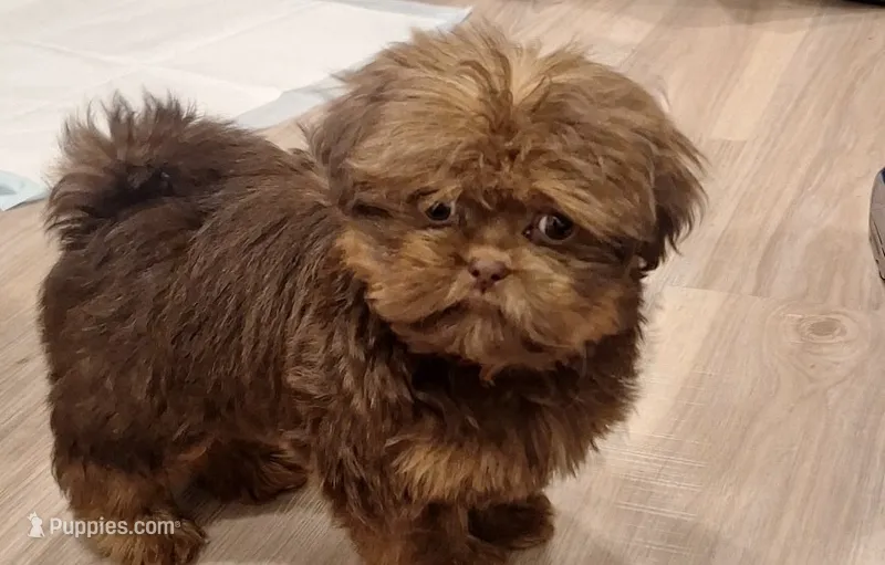 Dobie jr – Shih Tzu puppy for sale in Bowling Green, VA