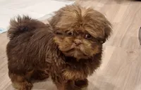 Dobie jr, a male Shih Tzu for sale in Glen Allen, VA – 4 of 8
