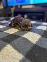  Tiny, a male Shih Tzu for sale in Bowling Green, VA – 1 of 3