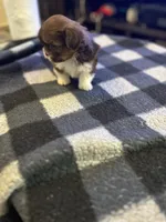 Champagne papi, a male Shih Tzu for sale in Glen Allen, VA – 2 of 6