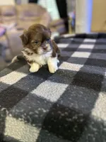 Champagne papi, a male Shih Tzu for sale in Bowling Green, VA – 1 of 2