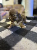 Coco, a female Shih Tzu for sale in Bowling Green, VA – 2 of 3