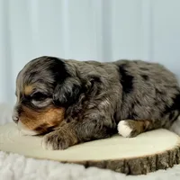 Willow's Merle F#7, a female Miniature Bernedoodle for sale in Omaha, NE – Photo 3 of 3