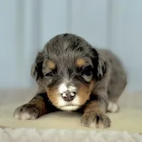 Willow's Merle F#7, a female Miniature Bernedoodle for sale in Omaha, NE – Photo 1 of 3