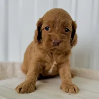 Rose's Female #3, a female Cockapoo for sale in Omaha, NE – Photo 2 of 3