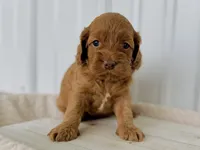 processed/a9f6df29-11e4-4083-a304-6a17694a7e50/listing/02a68ac6-8b4b-47e0-90e9-855a90f8c78e/34c08a7b-8c96-4b54-8b74-7cdffb76106f