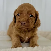 Rose's Female #3, a female Cockapoo for sale in Omaha, NE – Photo 1 of 3