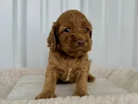 processed/a9f6df29-11e4-4083-a304-6a17694a7e50/listing/02a68ac6-8b4b-47e0-90e9-855a90f8c78e/eadc28f4-aaa5-42c6-b367-6af13faa24c7