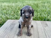 Pumpkin's Merle Female #2, a female Cockapoo for sale in Omaha, NE – 2 of 2