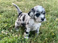 Rose Merle Male #1, a male Cockapoo for sale in Omaha, NE – 2 of 6