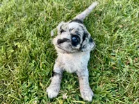 Rose Merle Male #1, a male Cockapoo for sale in Omaha, NE – 5 of 6