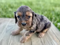 Pumpkin's Merle Male #5, a male Cockapoo for sale in Omaha, NE – 2 of 2