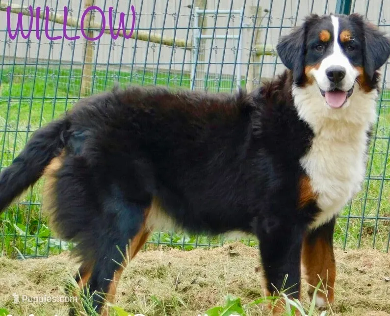 Willow, a female Bernese Mountain Dog for sale in Omaha, NE – 1 of 1