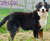 Willow, a female Bernese Mountain Dog for sale in Omaha, NE – 1 of 1