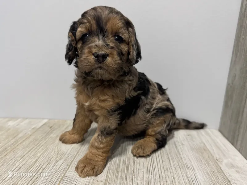 Pumpkin's Merle Female #2