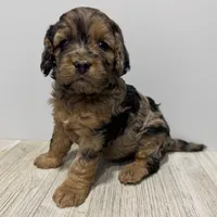 Pumpkin's Merle Female #2, a female Cockapoo for sale in Omaha, NE – Photo 1 of 2