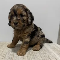 Pumpkin's Merle Female #2, a female Cockapoo for sale in Omaha, NE – Photo 2 of 2