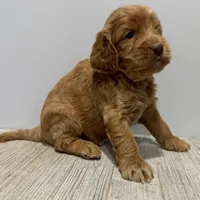 Pumpkin's Female #3, a female Cockapoo for sale in Omaha, NE – Photo 2 of 2