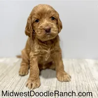 Pumpkin's Female #3, a female Cockapoo for sale in Omaha, NE – Photo 1 of 2